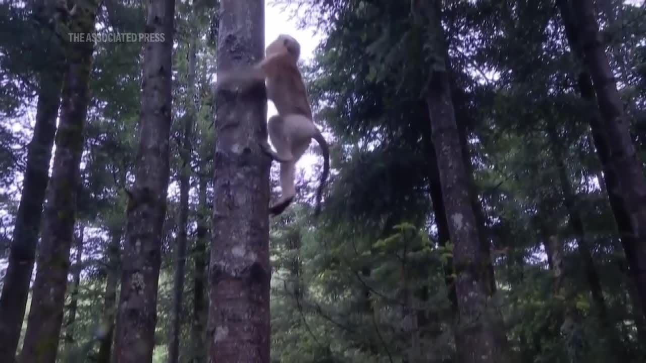 A once critically endangered monkey has seen a promising population rebound